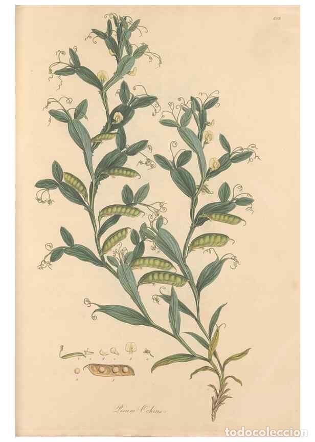 Collectionnisme de Revues et Journaux: Reproducci&oacute;n/Reproduction 49558000597: Flora Graeca, sive, Plantarum rariorum historia, quas in prov