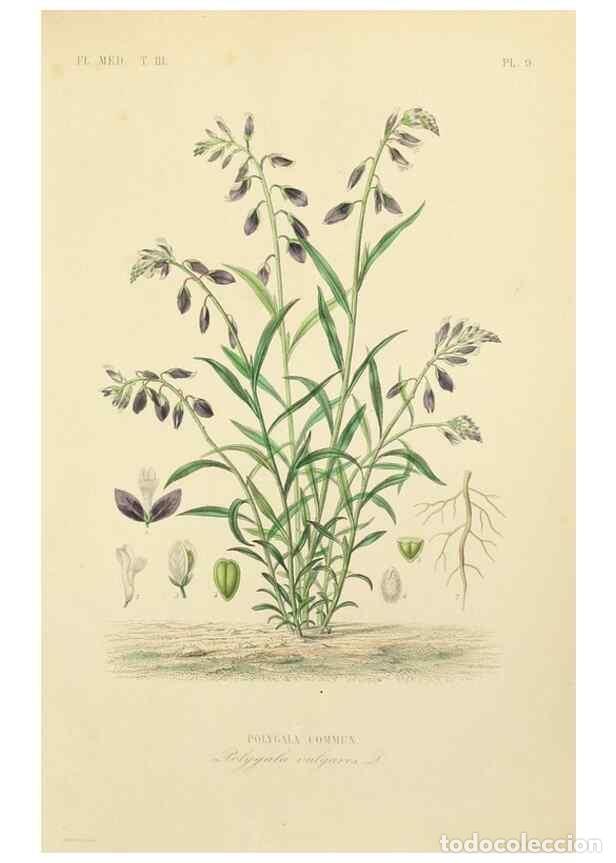 Collectionnisme de Revues et Journaux: Reproducci&oacute;n/Reproduction 49583438751: Le R&egrave;gne v&eacute;g&eacute;tal;. Paris,L. Gu&eacute;rin,1870-72.. - R&eacute;veil, O.