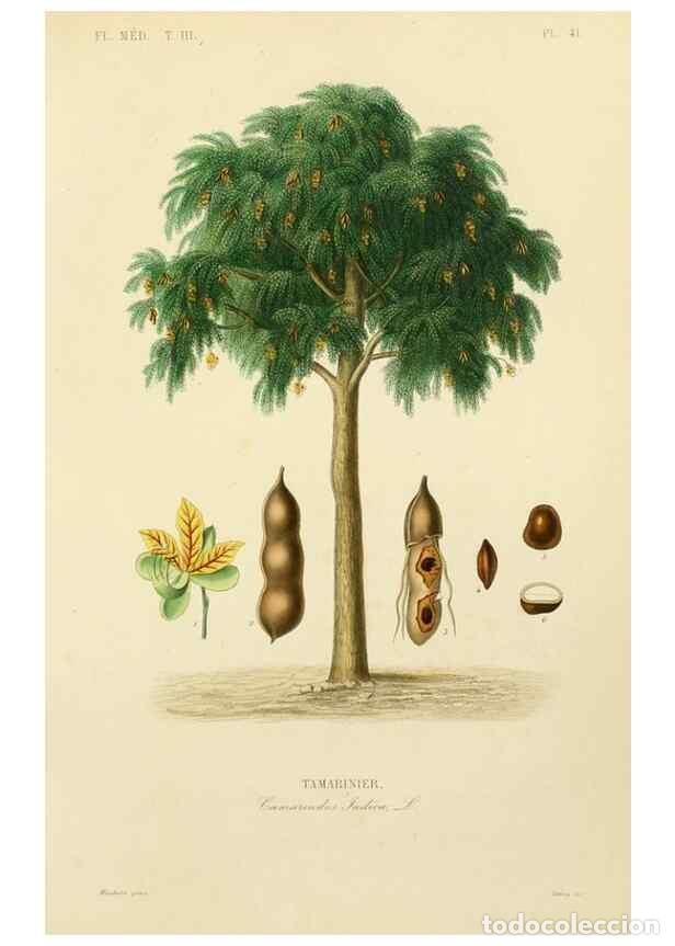 Collectionnisme de Revues et Journaux: Reproducci&oacute;n/Reproduction 49583685087: Le R&egrave;gne v&eacute;g&eacute;tal;. Paris,L. Gu&eacute;rin,1870-72.. - R&eacute;veil, O.