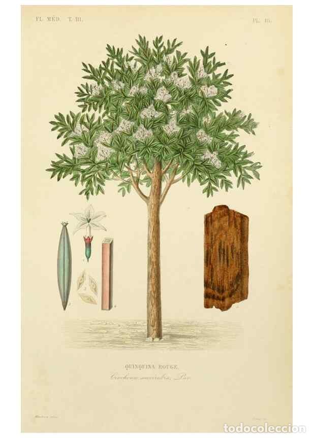 Collectionnisme de Revues et Journaux: Reproducci&oacute;n/Reproduction 49583678077: Le R&egrave;gne v&eacute;g&eacute;tal;. Paris,L. Gu&eacute;rin,1870-72.. - R&eacute;veil, O.