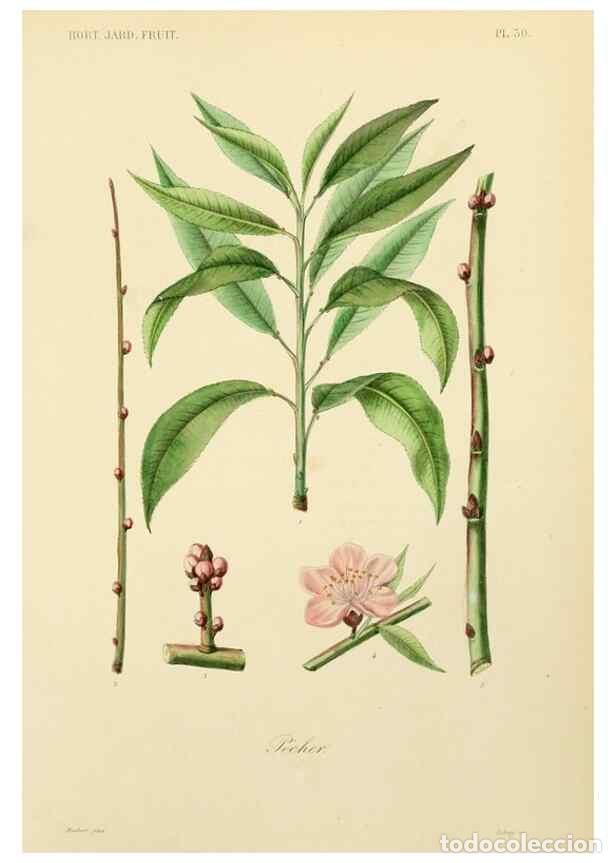 Collectionnisme de Revues et Journaux: Reproducci&oacute;n/Reproduction 49583937852: Le R&egrave;gne v&eacute;g&eacute;tal;. Paris,L. Gu&eacute;rin,1870-72.. - R&eacute;veil, O.