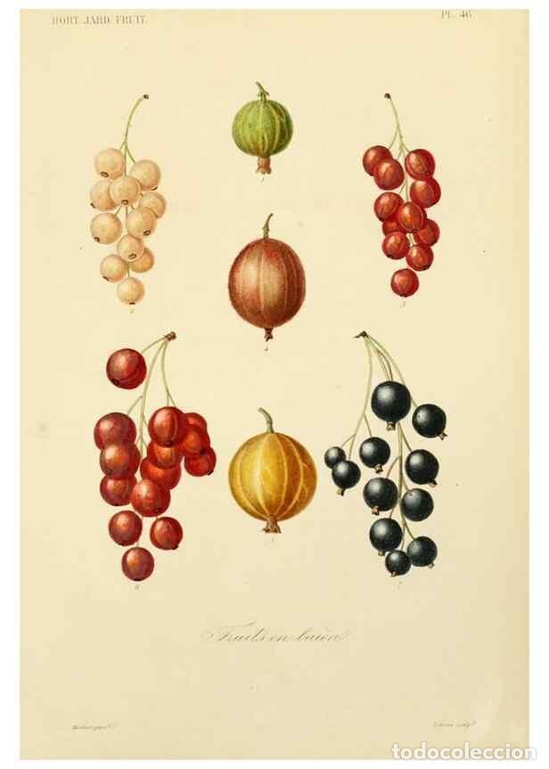 Collectionnisme de Revues et Journaux: Reproducci&oacute;n/Reproduction 49583210593: Le R&egrave;gne v&eacute;g&eacute;tal;. Paris,L. Gu&eacute;rin,1870-72.. - R&eacute;veil, O.