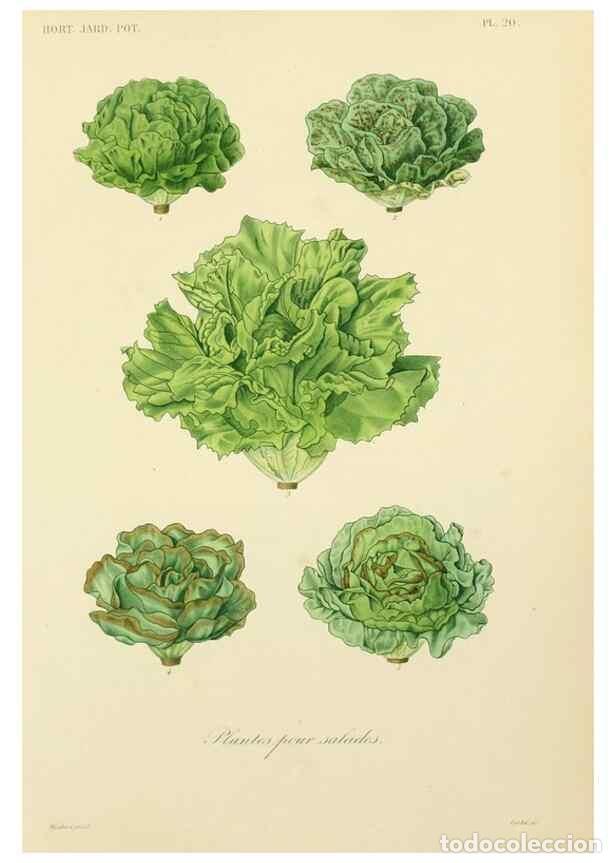 Collectionnisme de Revues et Journaux: Reproducci&oacute;n/Reproduction 49583700306: Le R&egrave;gne v&eacute;g&eacute;tal;. Paris,L. Gu&eacute;rin,1870-72.. - R&eacute;veil, O.