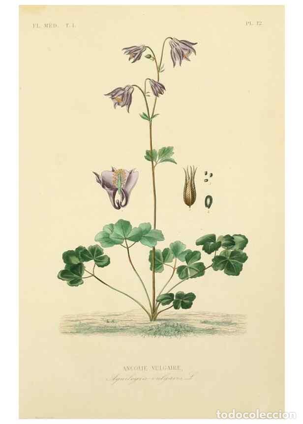 Collectionnisme de Revues et Journaux: Reproducci&oacute;n/Reproduction 49583513016: Le R&egrave;gne v&eacute;g&eacute;tal;. Paris,L. Gu&eacute;rin,1870-72.. - R&eacute;veil, O.