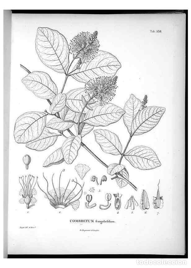 Collectionnisme de Revues et Journaux: Reproducci&oacute;n/Reproduction 49556125703: Nova genera et species plantarum :. Antverpiae :Ex officina C
