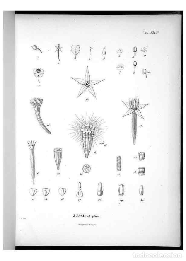 Collectionnisme de Revues et Journaux: Reproducci&oacute;n/Reproduction 49556621856: Nova genera et species plantarum :. Antverpiae :Ex officina C