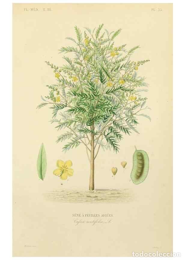 Collectionnisme de Revues et Journaux: Reproducci&oacute;n/Reproduction 49583682517: Le R&egrave;gne v&eacute;g&eacute;tal;. Paris,L. Gu&eacute;rin,1870-72.. - R&eacute;veil, O.