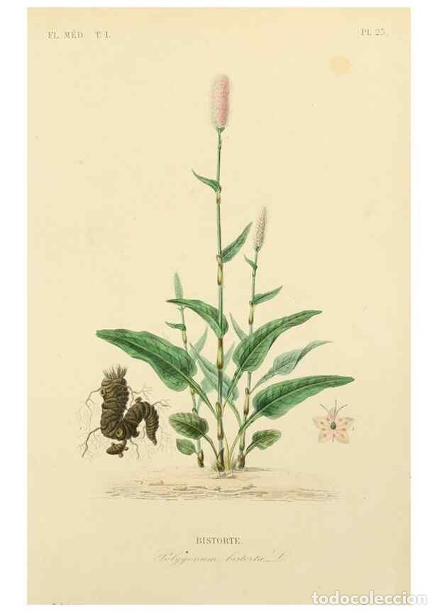 Sammeln von Zeitschriften und Zeitungen: Reproducci&oacute;n/Reproduction 49583752412: Le R&egrave;gne v&eacute;g&eacute;tal;. Paris,L. Gu&eacute;rin,1870-72.. - R&eacute;veil, O.