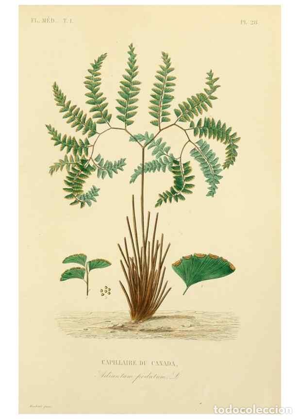 Sammeln von Zeitschriften und Zeitungen: Reproducci&oacute;n/Reproduction 49583023213: Le R&egrave;gne v&eacute;g&eacute;tal;. Paris,L. Gu&eacute;rin,1870-72.. - R&eacute;veil, O.