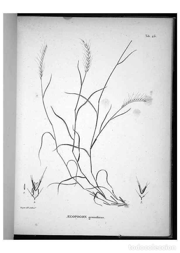 Sammeln von Zeitschriften und Zeitungen: Reproducci&oacute;n/Reproduction 49555883363: Nova genera et species plantarum :. Antverpiae :Ex officina C