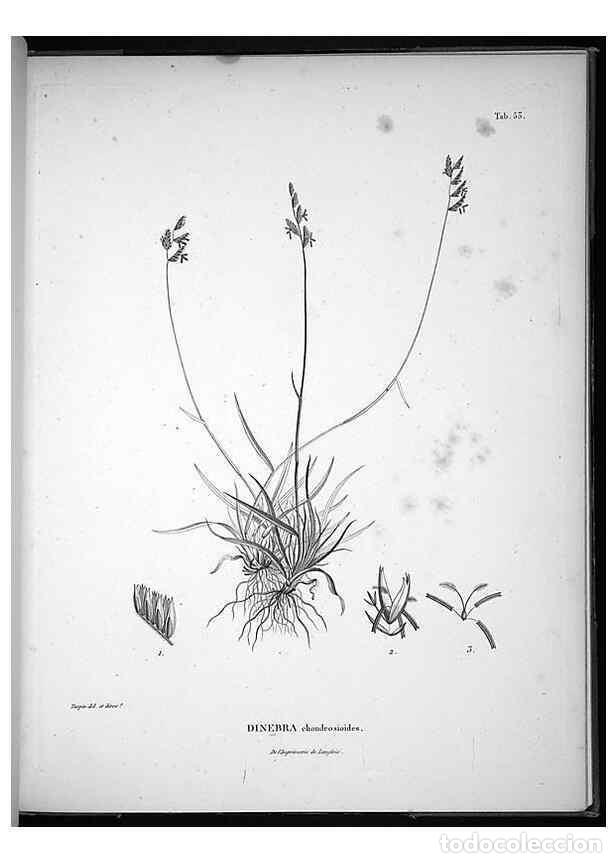 Sammeln von Zeitschriften und Zeitungen: Reproducci&oacute;n/Reproduction 49556616152: Nova genera et species plantarum :. Antverpiae :Ex officina C
