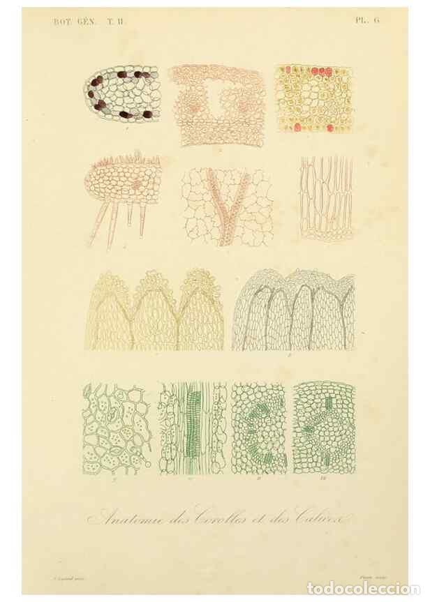 Sammeln von Zeitschriften und Zeitungen: Reproducci&oacute;n/Reproduction 49583379671: Le R&egrave;gne v&eacute;g&eacute;tal;. Paris,L. Gu&eacute;rin,1870-72.. - R&eacute;veil, O.