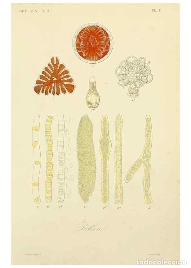 Sammeln von Zeitschriften und Zeitungen: Reproducci&oacute;n/Reproduction 49582885208: Le R&egrave;gne v&eacute;g&eacute;tal;. Paris,L. Gu&eacute;rin,1870-72.. - R&eacute;veil, O.