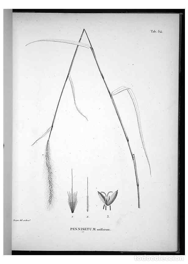 Sammeln von Zeitschriften und Zeitungen: Reproducci&oacute;n/Reproduction 49556376401: Nova genera et species plantarum :. Antverpiae :Ex officina C