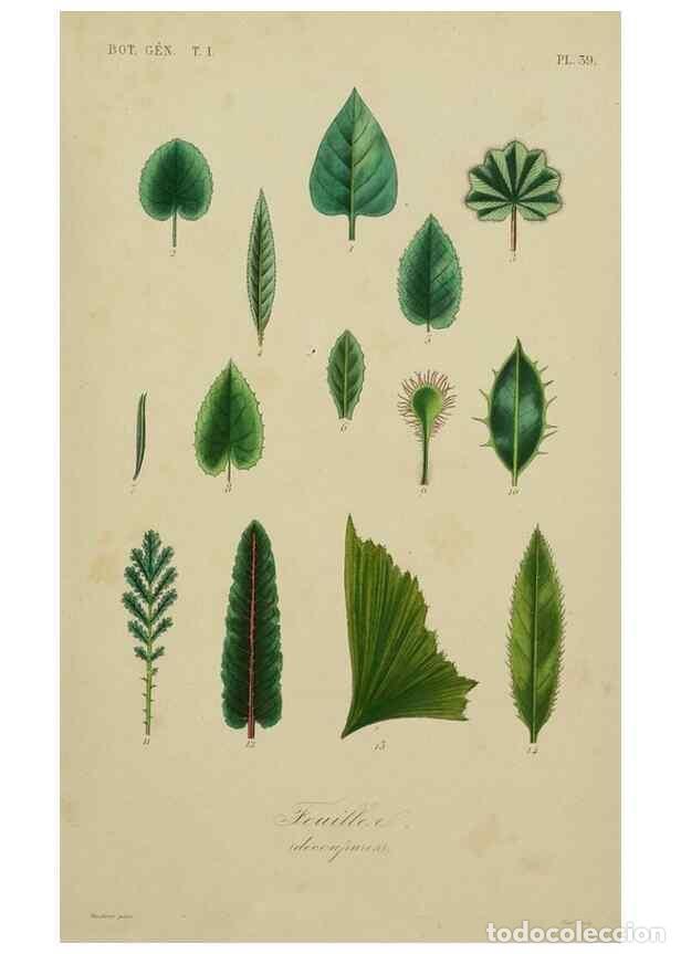 Colecionismo de Revistas e Jornais: Reproducci&oacute;n/Reproduction 49583199826: Le R&egrave;gne v&eacute;g&eacute;tal;. Paris,L. Gu&eacute;rin,1870-72.. - R&eacute;veil, O.