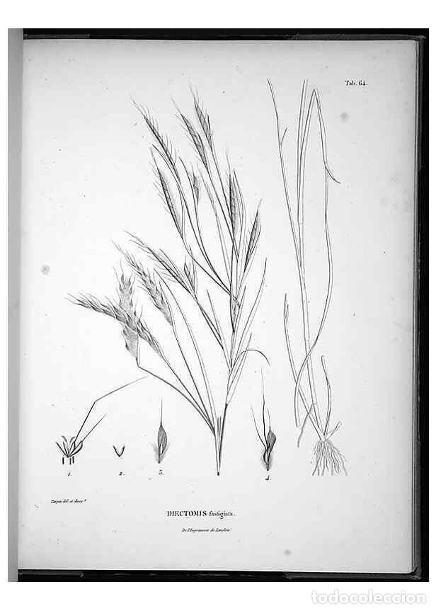 Coleccionismo de Revistas y Peri&oacute;dicos: Reproducci&oacute;n/Reproduction 49556617857: Nova genera et species plantarum :. Antverpiae :Ex officina C