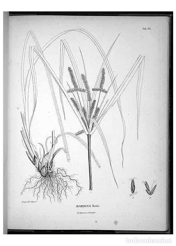 Coleccionismo de Revistas y Peri&oacute;dicos: Reproducci&oacute;n/Reproduction 49556618187: Nova genera et species plantarum :. Antverpiae :Ex officina C