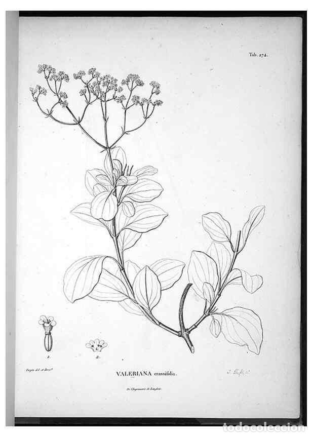 Coleccionismo de Revistas y Peri&oacute;dicos: Reproducci&oacute;n/Reproduction 49556469991: Nova genera et species plantarum :. Antverpiae :Ex officina C