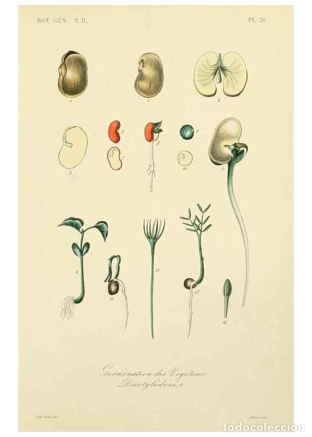 Coleccionismo de Revistas y Peri&oacute;dicos: Reproducci&oacute;n/Reproduction 49582888808: Le R&egrave;gne v&eacute;g&eacute;tal;. Paris,L. Gu&eacute;rin,1870-72.. - R&eacute;veil, O.