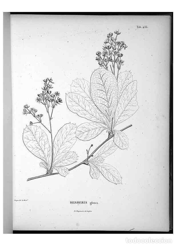 Coleccionismo de Revistas y Peri&oacute;dicos: Reproducci&oacute;n/Reproduction 49556577991: Nova genera et species plantarum :. Antverpiae :Ex officina C