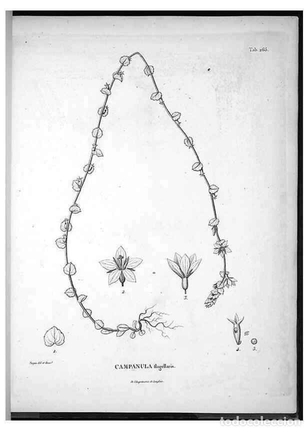 Coleccionismo de Revistas y Peri&oacute;dicos: Reproducci&oacute;n/Reproduction 49555973073: Nova genera et species plantarum :. Antverpiae :Ex officina C