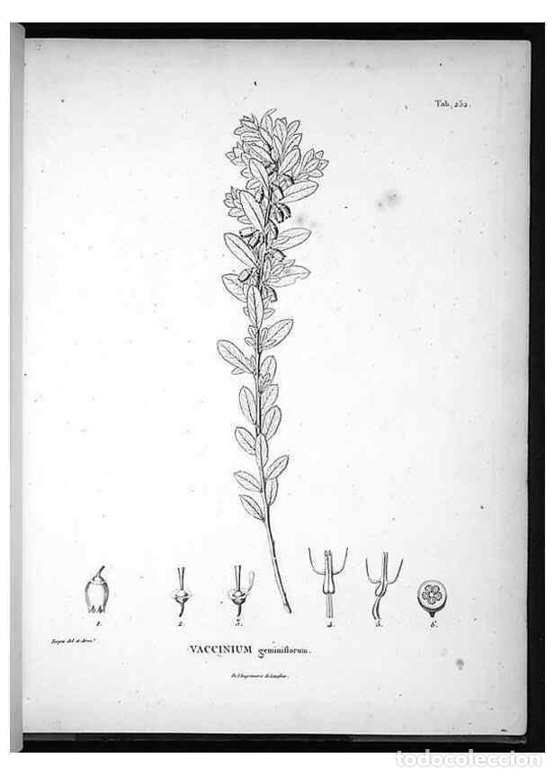 Coleccionismo de Revistas y Peri&oacute;dicos: Reproducci&oacute;n/Reproduction 49556702547: Nova genera et species plantarum :. Antverpiae :Ex officina C