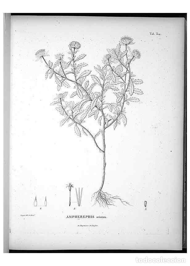 Coleccionismo de Revistas y Peri&oacute;dicos: Reproducci&oacute;n/Reproduction 49556735912: Nova genera et species plantarum :. Antverpiae :Ex officina C