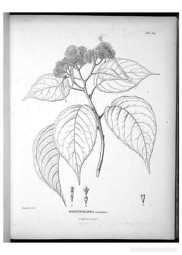 Coleccionismo de Revistas y Peri&oacute;dicos: Reproducci&oacute;n/Reproduction 49556500141: Nova genera et species plantarum :. Antverpiae :Ex officina C