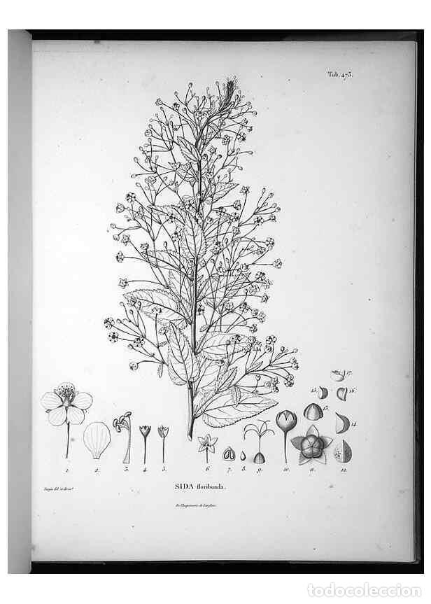 Collectionnisme de Revues et Journaux: Reproducci&oacute;n/Reproduction 49556586116: Nova genera et species plantarum :. Antverpiae :Ex officina C