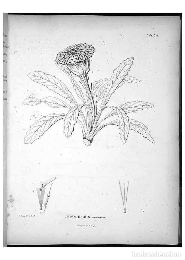Collectionnisme de Revues et Journaux: Reproducci&oacute;n/Reproduction 49556733222: Nova genera et species plantarum :. Antverpiae :Ex officina C