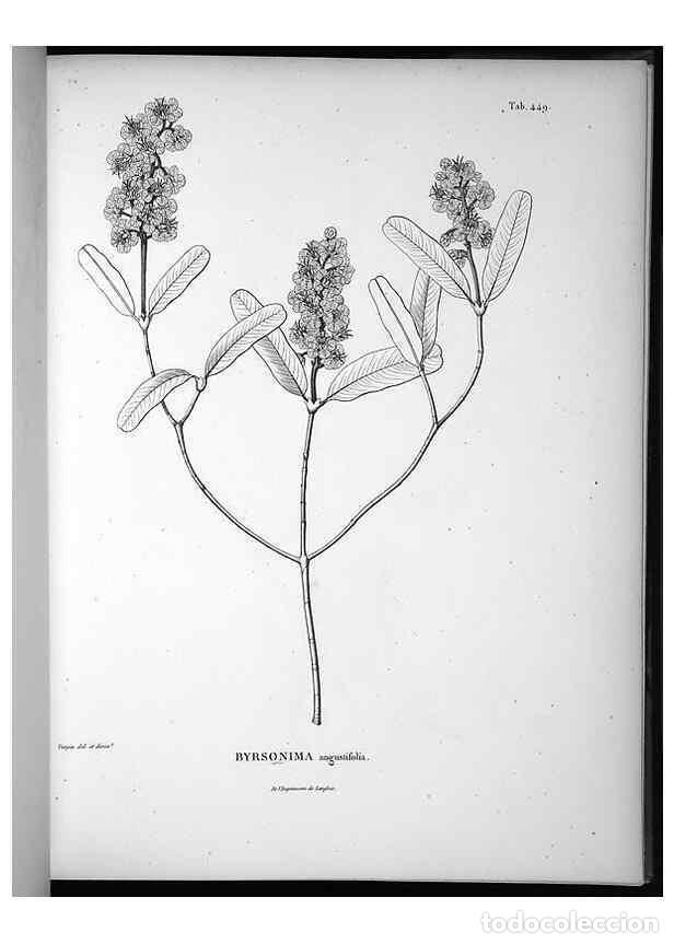 Collectionnisme de Revues et Journaux: Reproducci&oacute;n/Reproduction 49556581516: Nova genera et species plantarum :. Antverpiae :Ex officina C