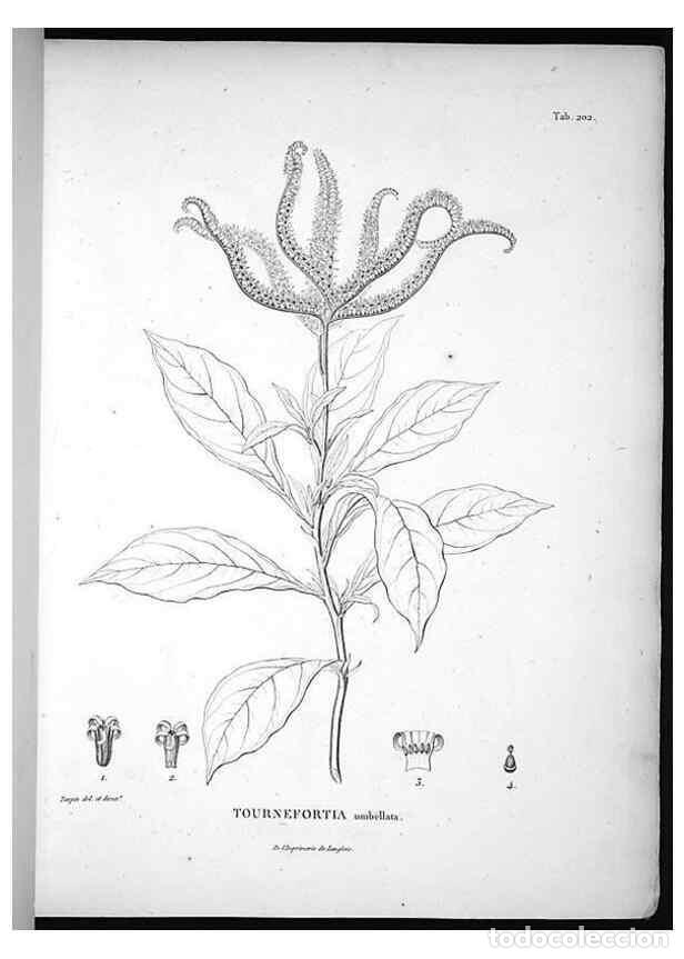 Collection Magazines and Newspapers: Reproducci&oacute;n/Reproduction 49555962038: Nova genera et species plantarum :. Antverpiae :Ex officina C