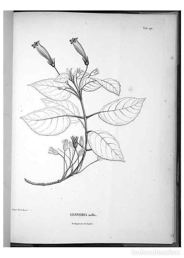 Collection Magazines and Newspapers: Reproducci&oacute;n/Reproduction 49555927803: Nova genera et species plantarum :. Antverpiae :Ex officina C