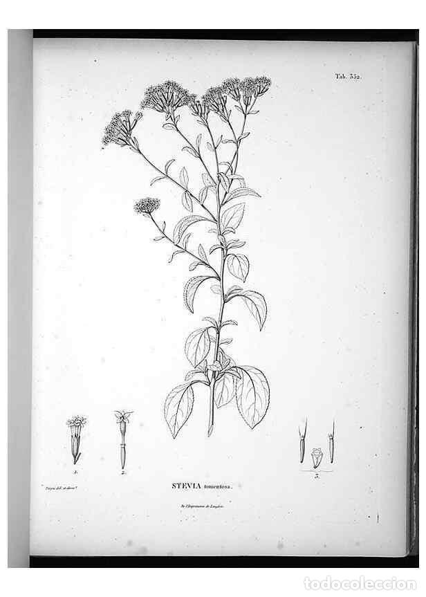 Collection Magazines and Newspapers: Reproducci&oacute;n/Reproduction 49556743332: Nova genera et species plantarum :. Antverpiae :Ex officina C