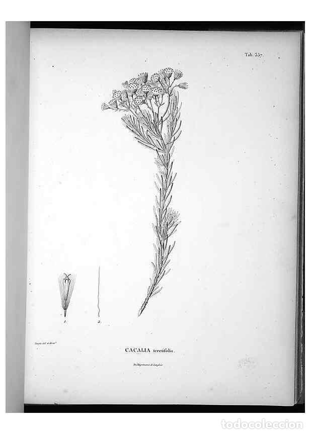 Collection Magazines and Newspapers: Reproducci&oacute;n/Reproduction 49556012508: Nova genera et species plantarum :. Antverpiae :Ex officina C