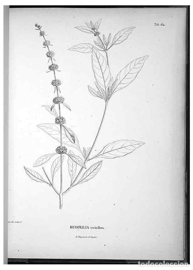 Collection Magazines and Newspapers: Reproducci&oacute;n/Reproduction 49556657192: Nova genera et species plantarum :. Antverpiae :Ex officina C
