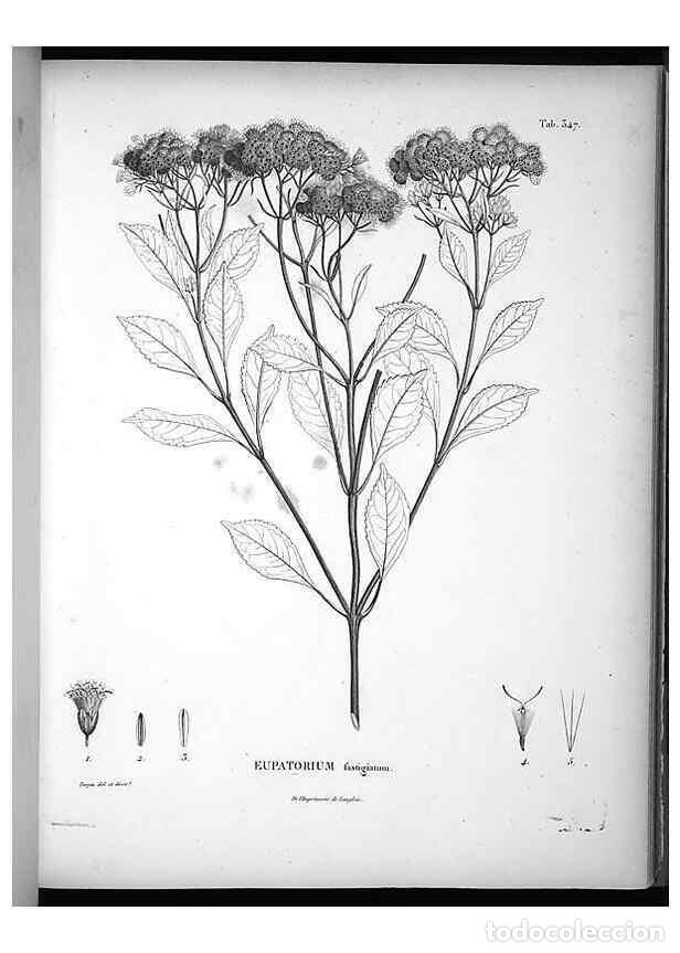 Collection Magazines and Newspapers: Reproducci&oacute;n/Reproduction 49556010608: Nova genera et species plantarum :. Antverpiae :Ex officina C