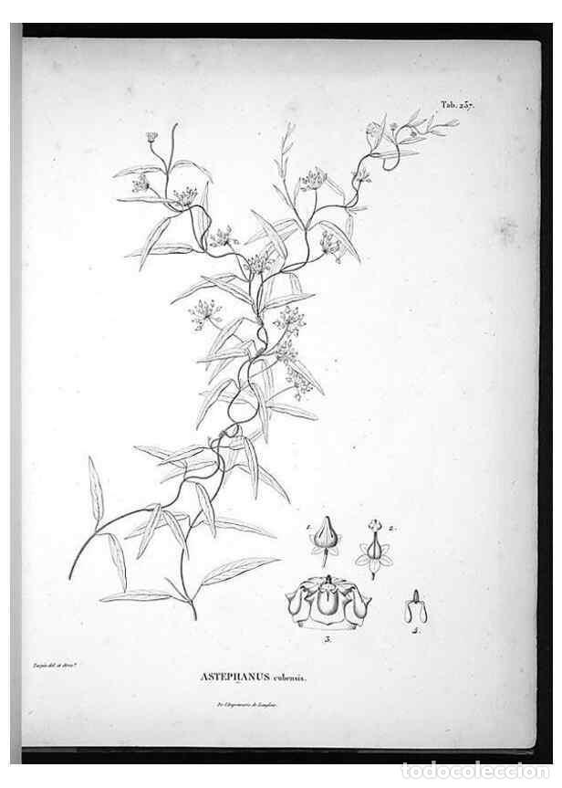 Collection Magazines and Newspapers: Reproducci&oacute;n/Reproduction 49556463156: Nova genera et species plantarum :. Antverpiae :Ex officina C