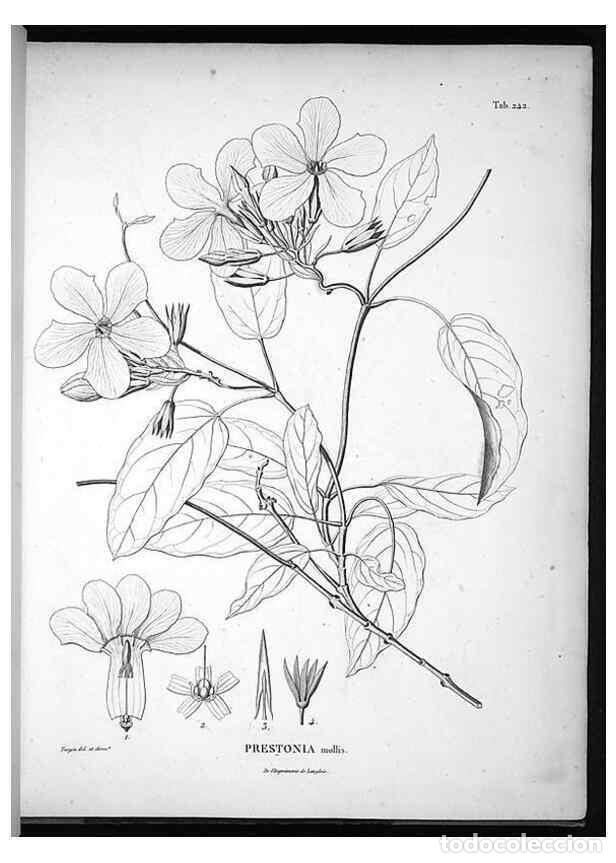 Collection Magazines and Newspapers: Reproducci&oacute;n/Reproduction 49556464096: Nova genera et species plantarum :. Antverpiae :Ex officina C