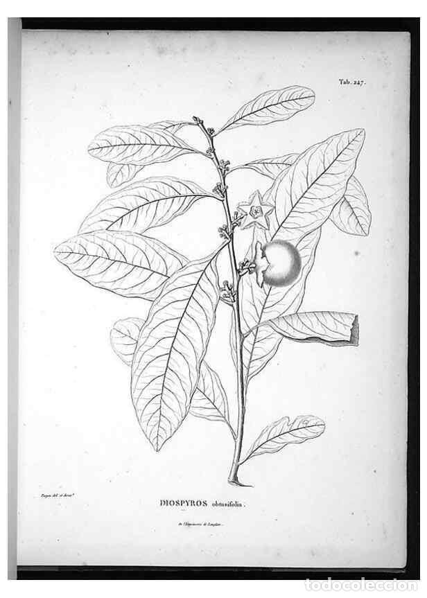 Collection Magazines and Newspapers: Reproducci&oacute;n/Reproduction 49556701837: Nova genera et species plantarum :. Antverpiae :Ex officina C