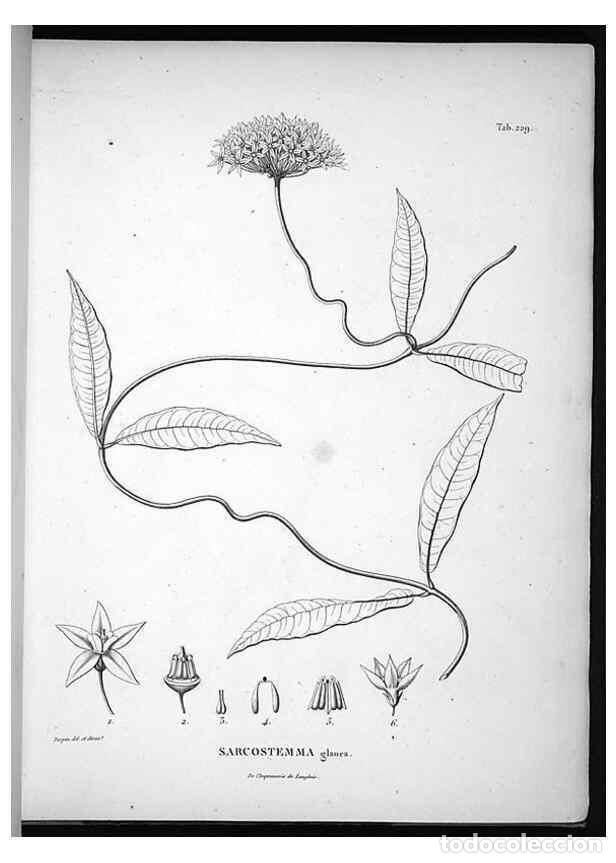 Collection Magazines and Newspapers: Reproducci&oacute;n/Reproduction 49555966763: Nova genera et species plantarum :. Antverpiae :Ex officina C