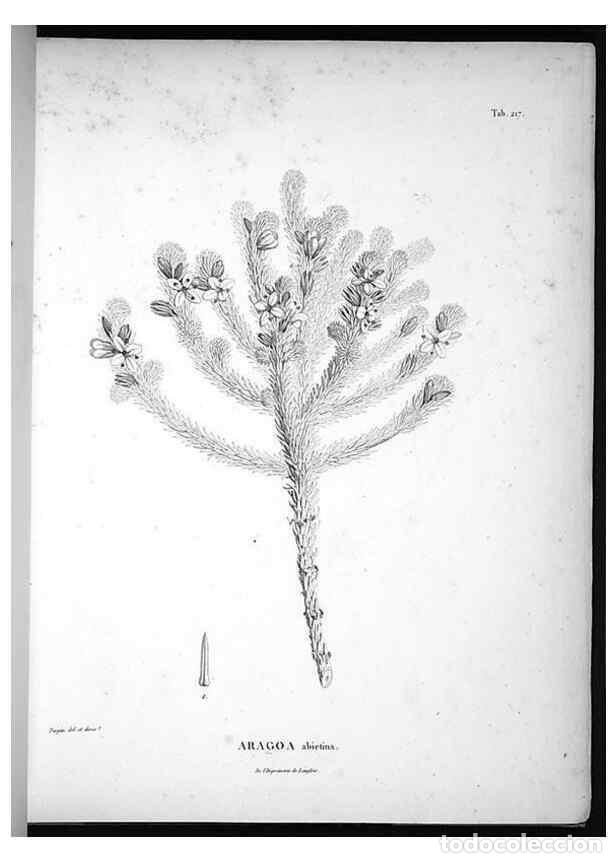 Collection Magazines and Newspapers: Reproducci&oacute;n/Reproduction 49555964638: Nova genera et species plantarum :. Antverpiae :Ex officina C