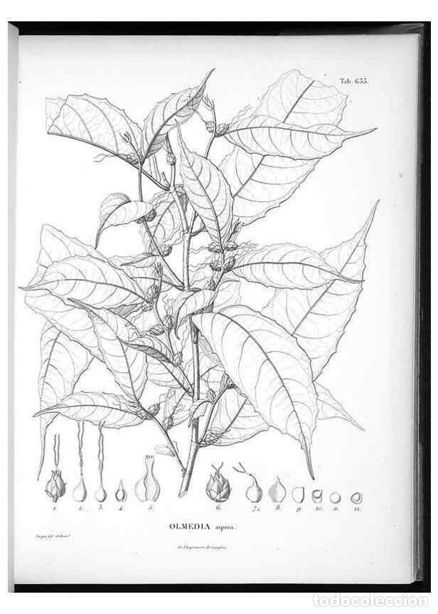 Collection Magazines and Newspapers: Reproducci&oacute;n/Reproduction 49556665841: Nova genera et species plantarum :. Antverpiae :Ex officina C