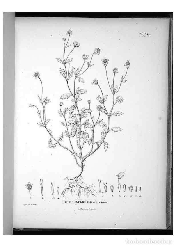 Coleccionismo de Revistas y Peri&oacute;dicos: Reproducci&oacute;n/Reproduction 49556750177: Nova genera et species plantarum :. Antverpiae :Ex officina C