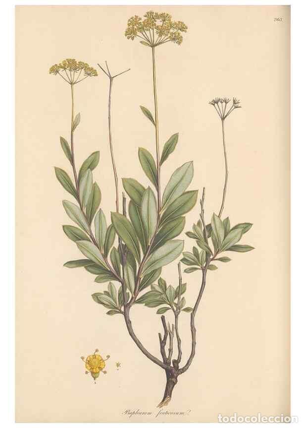 Coleccionismo de Revistas y Peri&oacute;dicos: Reproducci&oacute;n/Reproduction 49557444067: Flora Graeca, sive, Plantarum rariorum historia, quas in prov