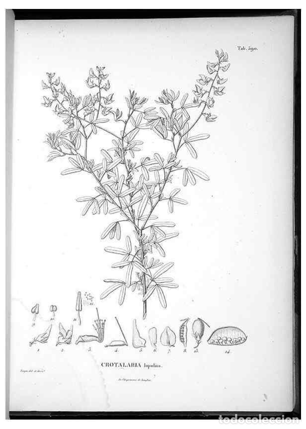 Coleccionismo de Revistas y Peri&oacute;dicos: Reproducci&oacute;n/Reproduction 49556631711: Nova genera et species plantarum :. Antverpiae :Ex officina C
