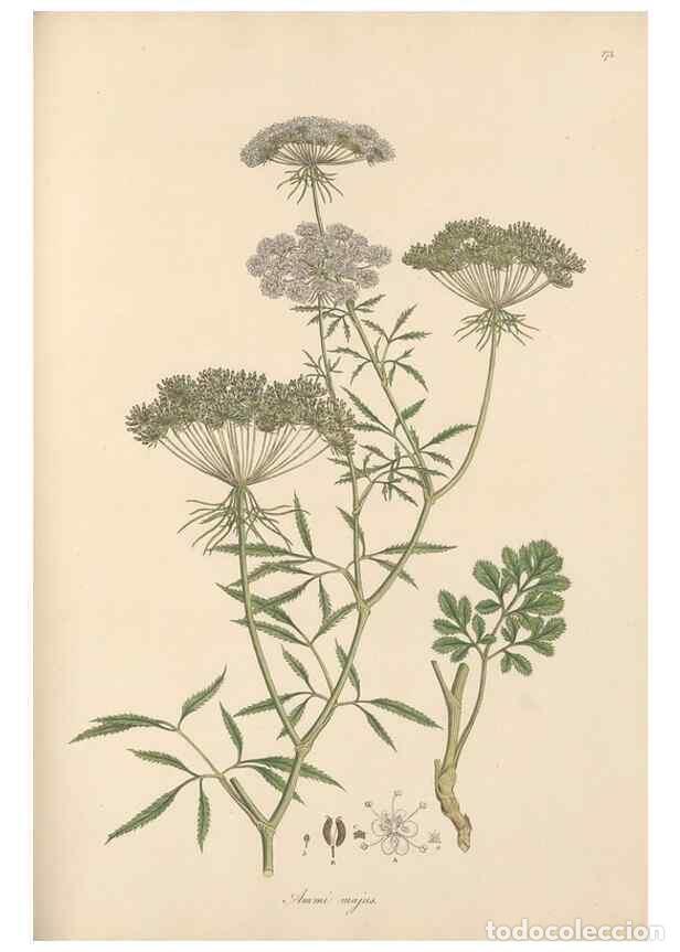 Coleccionismo de Revistas y Peri&oacute;dicos: Reproducci&oacute;n/Reproduction 49556715403: Flora Graeca, sive, Plantarum rariorum historia, quas in prov