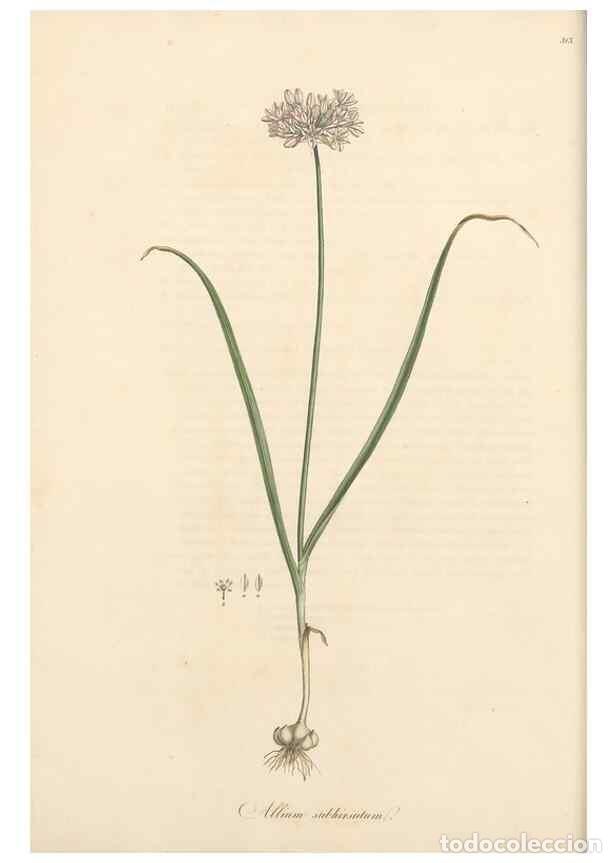 Coleccionismo de Revistas y Peri&oacute;dicos: Reproducci&oacute;n/Reproduction 49557366016: Flora Graeca, sive, Plantarum rariorum historia, quas in prov