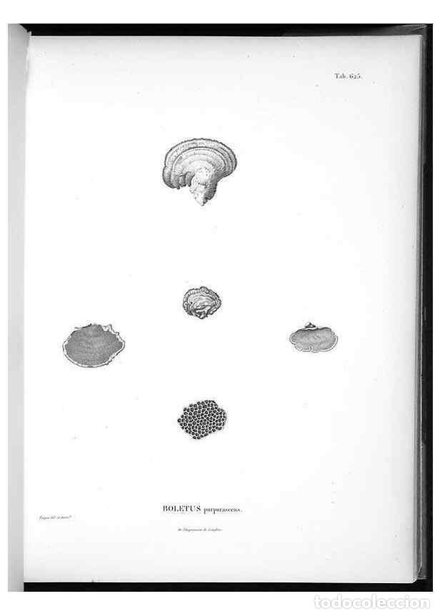 Coleccionismo de Revistas y Peri&oacute;dicos: Reproducci&oacute;n/Reproduction 49556901967: Nova genera et species plantarum :. Antverpiae :Ex officina C