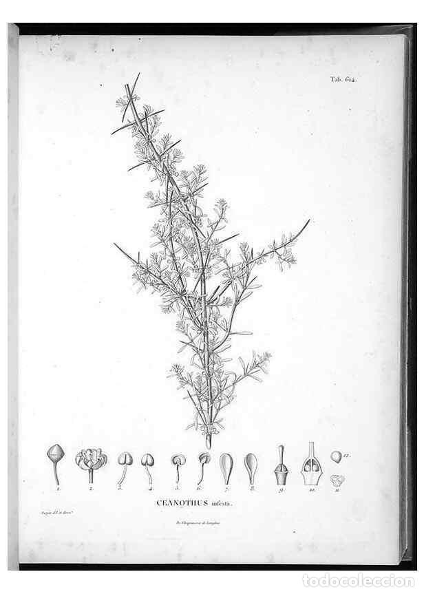 Coleccionismo de Revistas y Peri&oacute;dicos: Reproducci&oacute;n/Reproduction 49556662476: Nova genera et species plantarum :. Antverpiae :Ex officina C